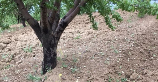 Şiddetli yağmur badem çağlalarına zarar verdi