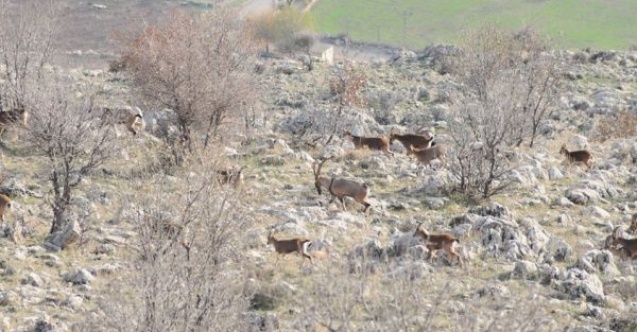 Yaban keçilerinin sayımı tamamlandı