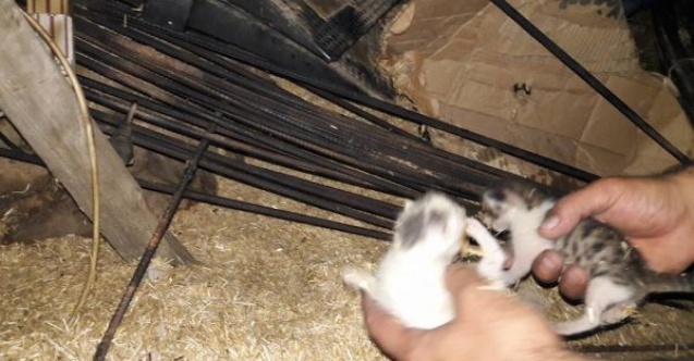 Yangında iki yavru kedi son anda kurtarıldı