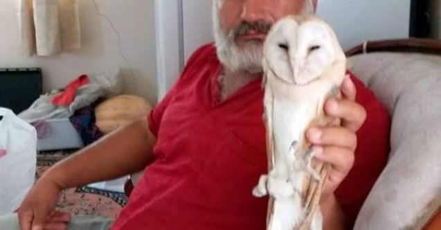 Yaralı baykuş tedavi altına alındı