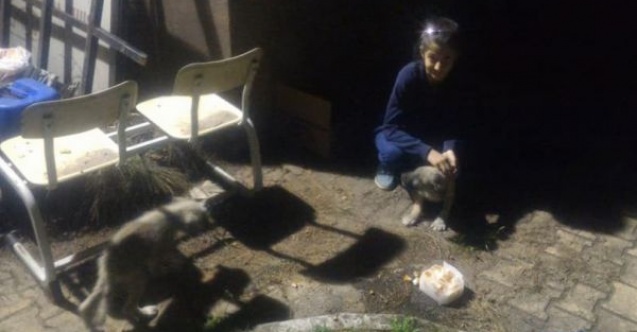 Yavru köpekleri itfaiye müdürlüğüne bıraktı